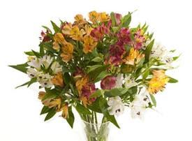 Homeflowers - 20%